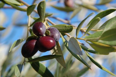olives-1318257